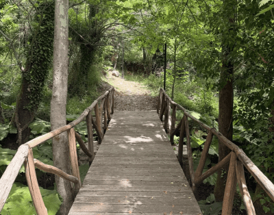 Abeliona retreat